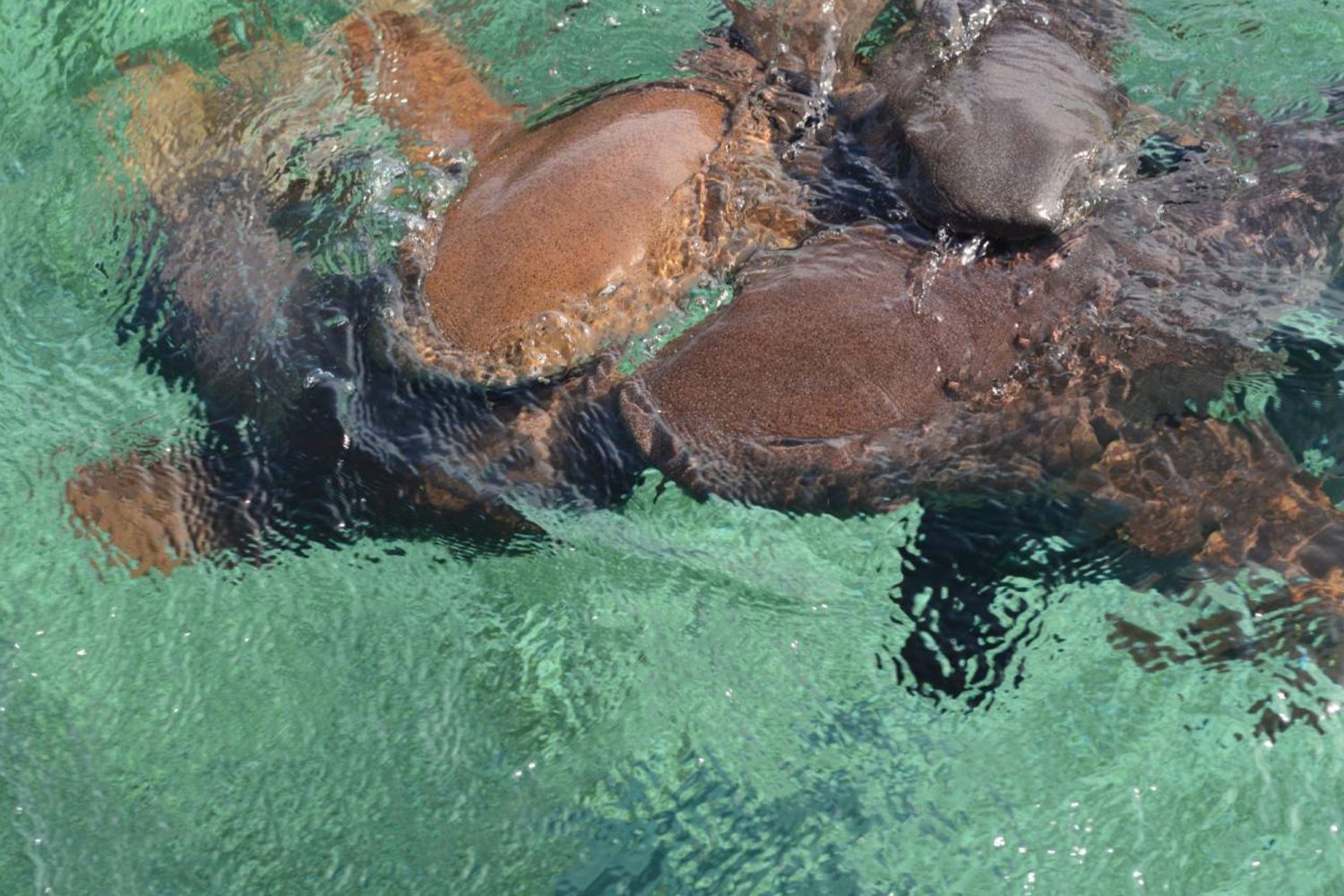 diving tours caye caulker